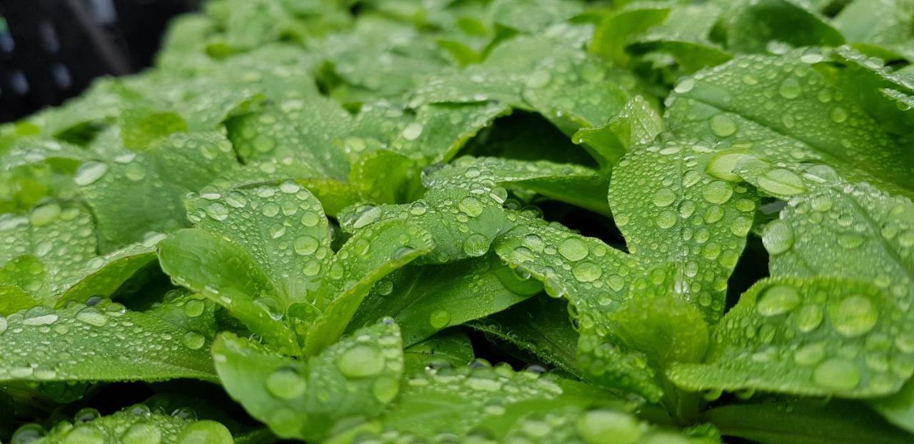 Coeur Vert Oekologisch Mit Viel Ambiente Fuer Seelen-Wellness Ronchamp Bagian luar foto
